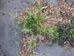 Poa annua