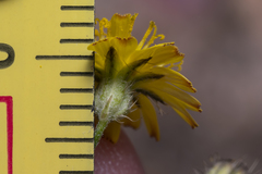 Crepis micrantha