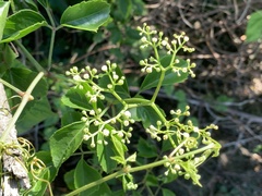 Causonis trifolia
