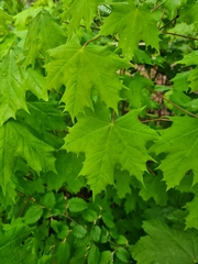 Acer platanoides