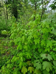 Acer platanoides