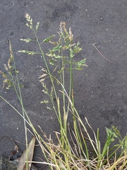 Poa annua