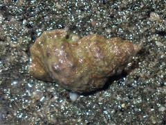 Dulcerana granularis