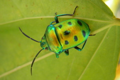 Chrysocoris purpureus