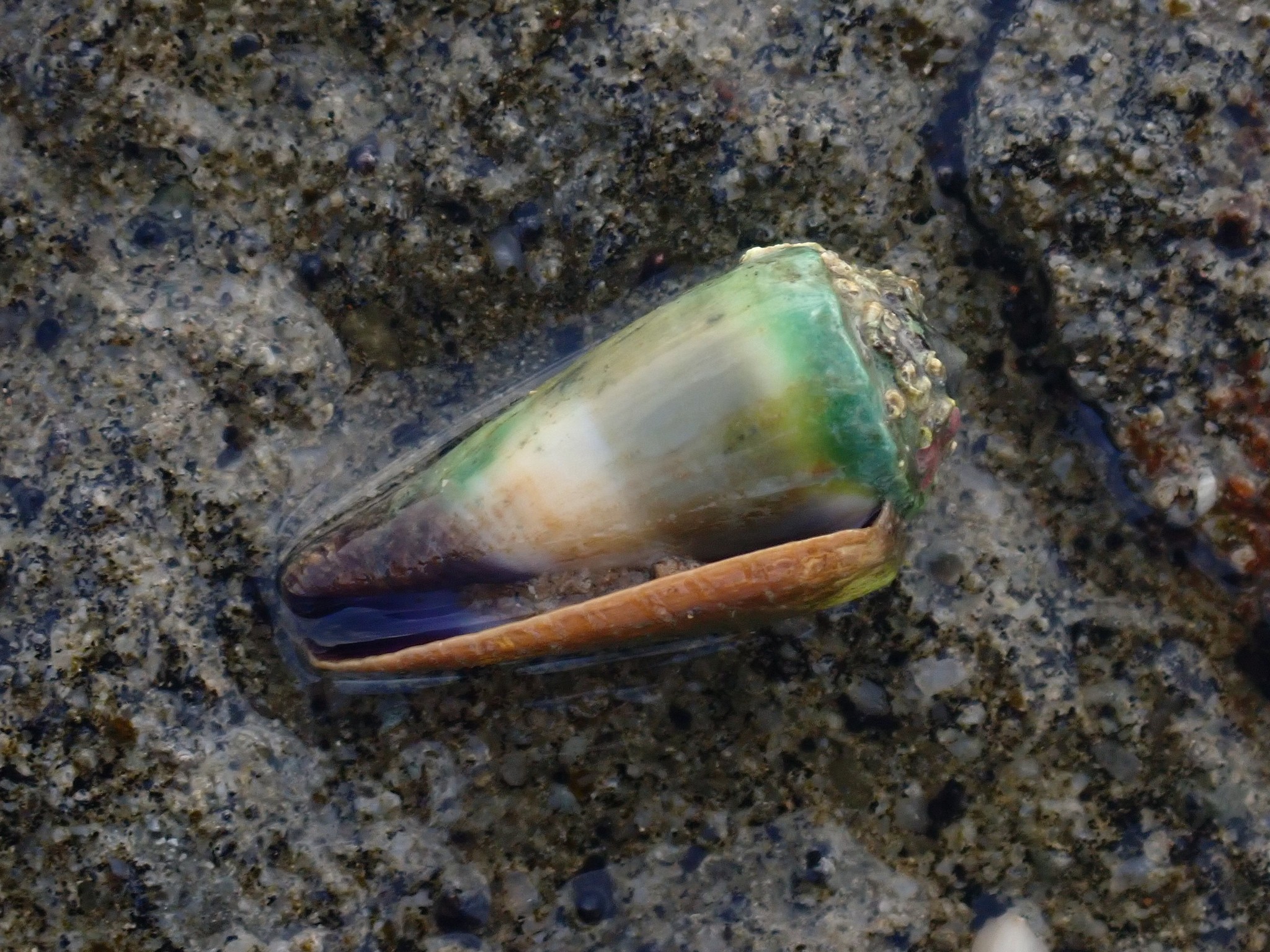 Conus muriculatus G.B.Sowerby I, 1833