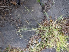 Poa annua