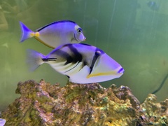 Rhinecanthus aculeatus