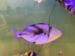 Rhinecanthus aculeatus