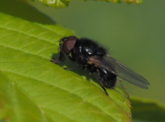 Cheilosia albitarsis