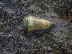 Conus muriculatus