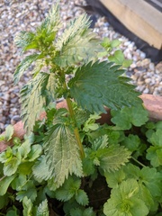 Urtica urens