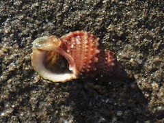 Dulcerana granularis