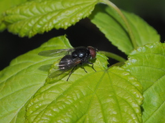 Cheilosia albitarsis