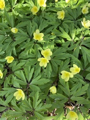 Anemonoides × lipsiensis