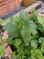Urtica urens