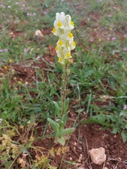 Linaria hirta