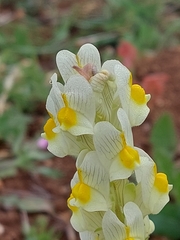 Linaria hirta