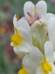Linaria hirta