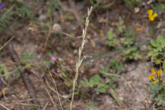 Lolium rigidum