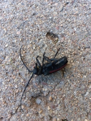 Ceroplesis ferrugator