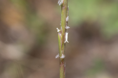 Lolium rigidum