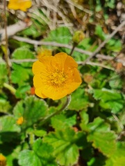 Geum sylvaticum