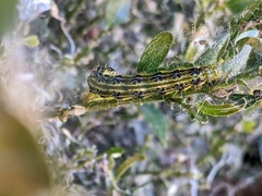 Cydalima perspectalis