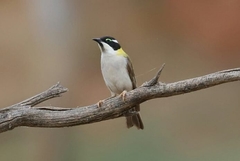 Melithreptus gularis