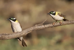 Melithreptus gularis