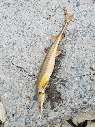 Scaphirhynchus platorynchus