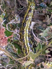 Cydalima perspectalis