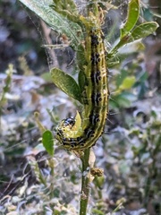 Cydalima perspectalis