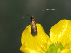 Cauchas rufimitrella