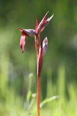 Serapias strictiflora