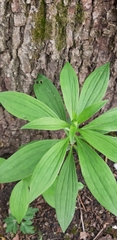 Lilium martagon