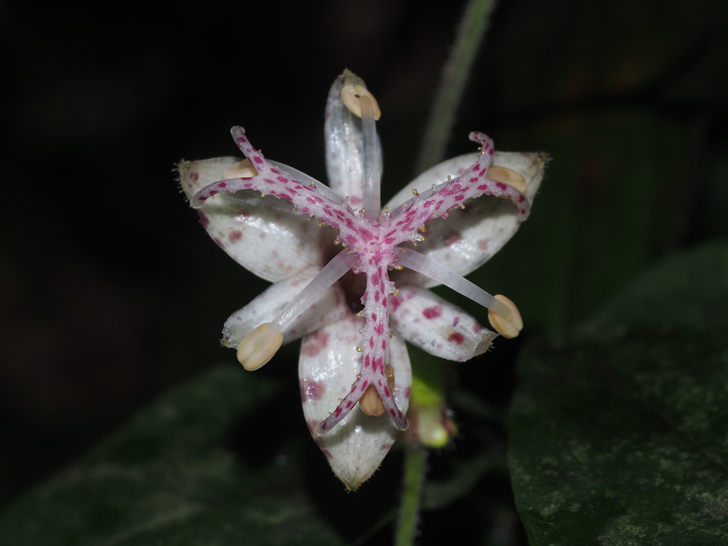 Speckled toad lily