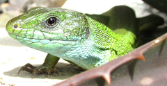 Lacerta viridis
