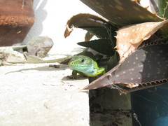 Lacerta viridis