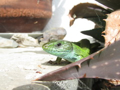 Lacerta viridis