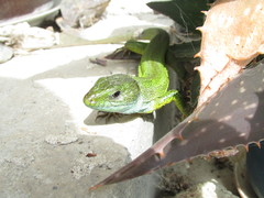 Lacerta viridis