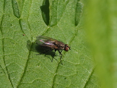 Hylemya