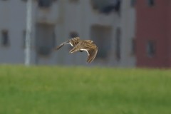 Melanocorypha calandra calandra