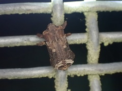 Ectopsis ferrugalis