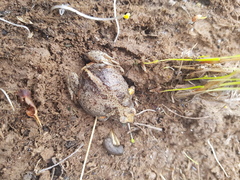 Pseudophryne bibronii