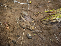 Pseudophryne bibronii