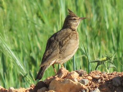 Galerida cristata riggenbachi