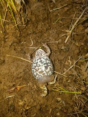 Pseudophryne bibronii