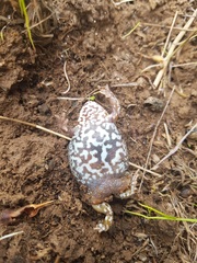 Pseudophryne bibronii