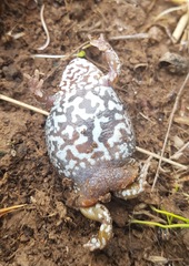 Pseudophryne bibronii