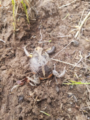 Pseudophryne bibronii